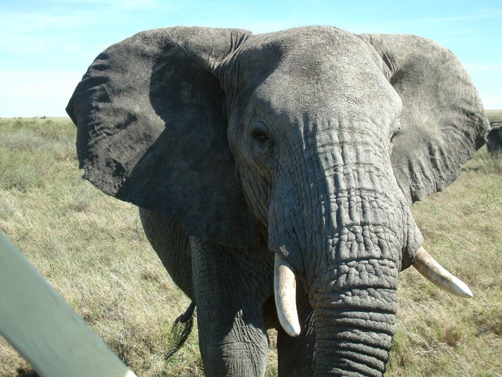 20-Angry elephant, trying to crash our car.jpg - Angry elephant, trying to crash our car
